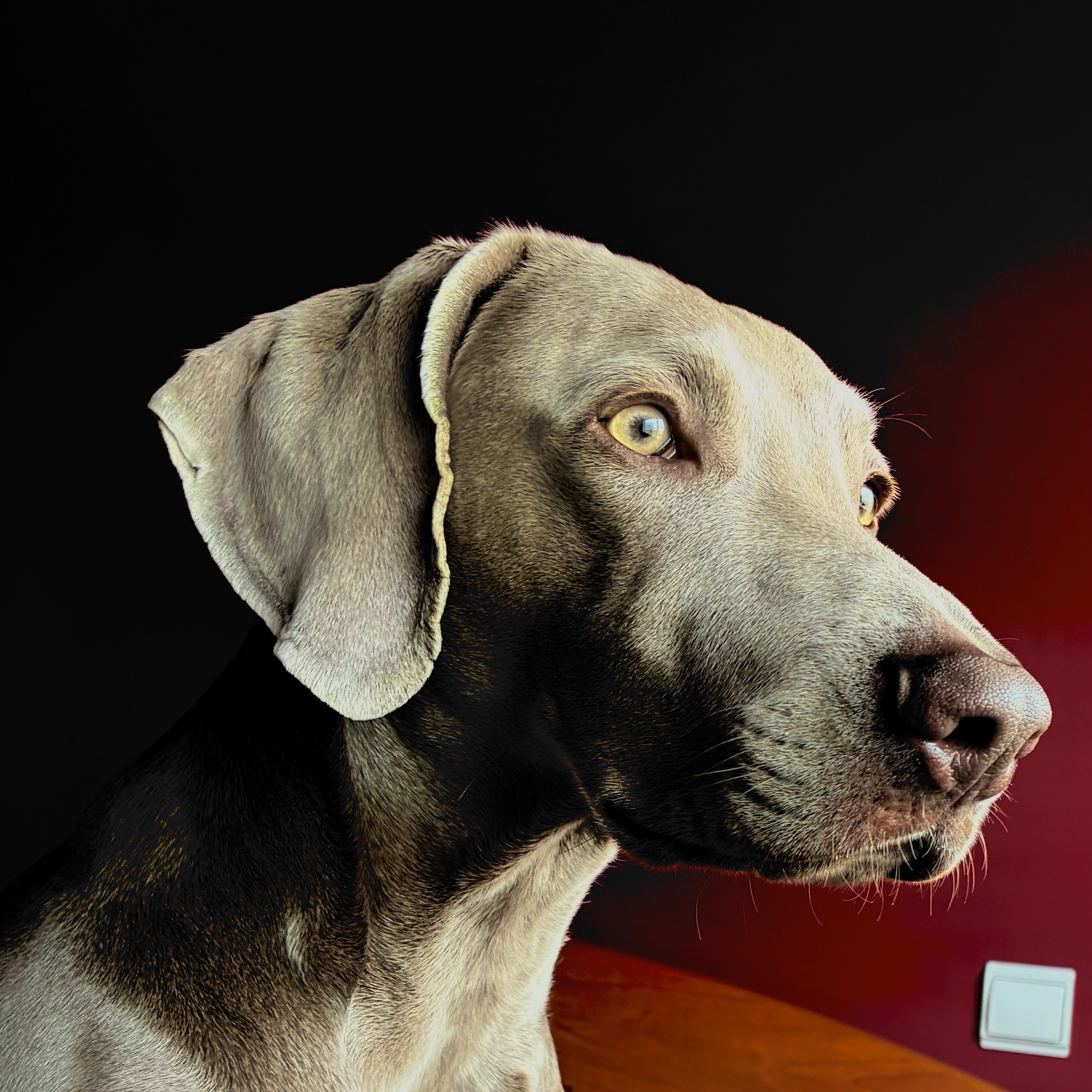 Braco de Weimar  - imagen 1