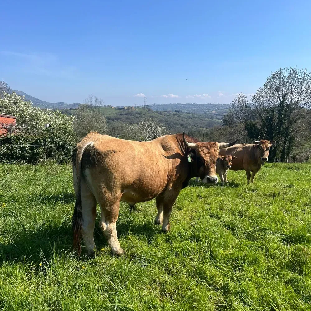 se vende toro corriente - imagen 1