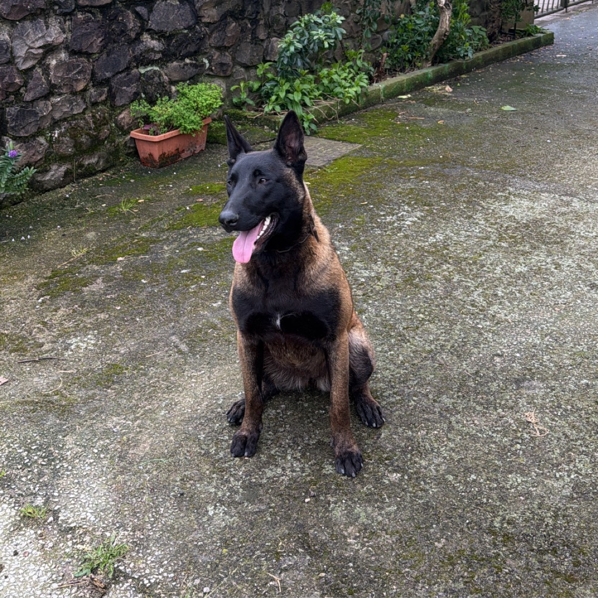 Pastor belga malinois 