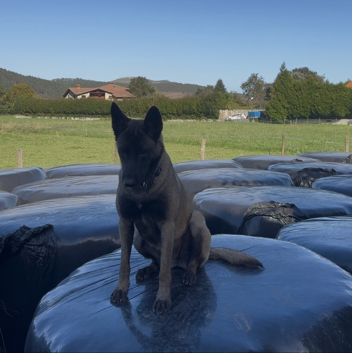 pastor belga malinois