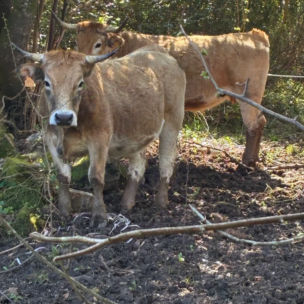 Se vende novilla próxima - imagen 1