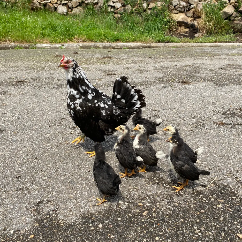 Kikas quicas pintas  - imagen 1