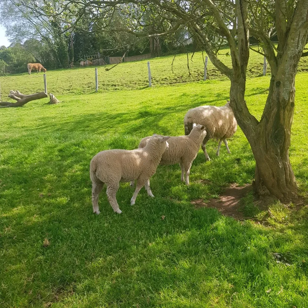 Vendo ovejas - imagen 1