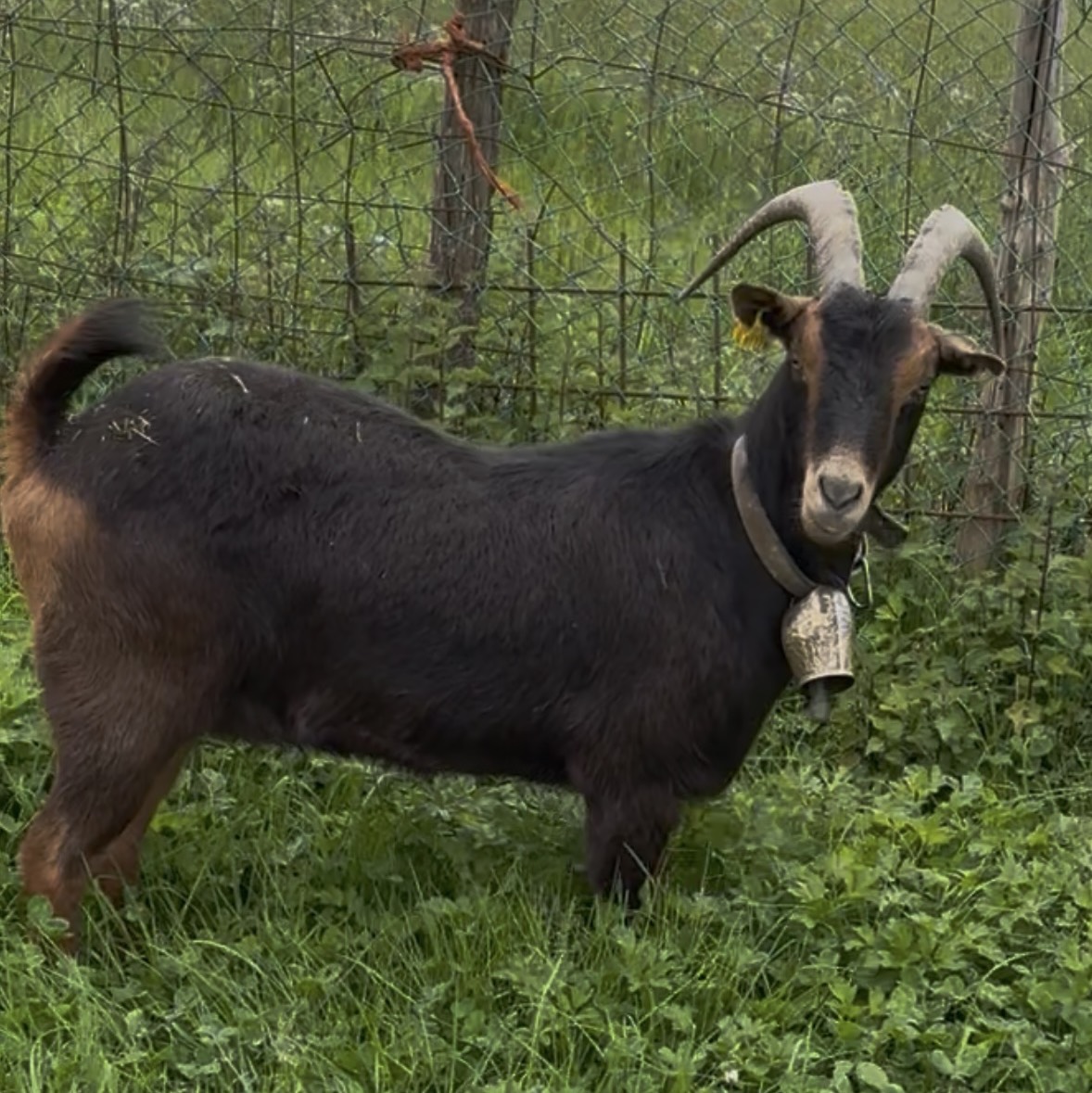 Se vende cabra corza roja - imagen 1