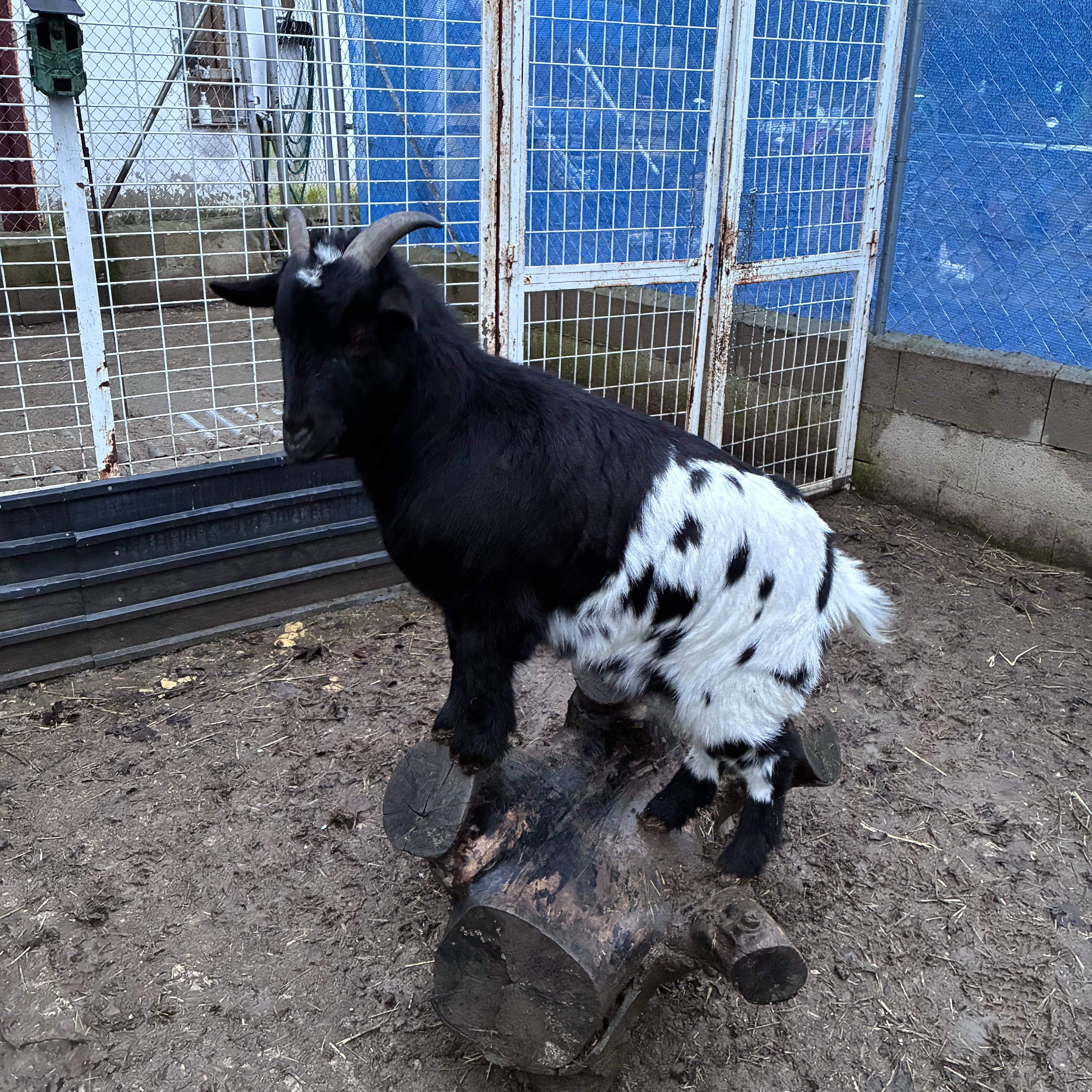 Cabras enanas  - imagen 1