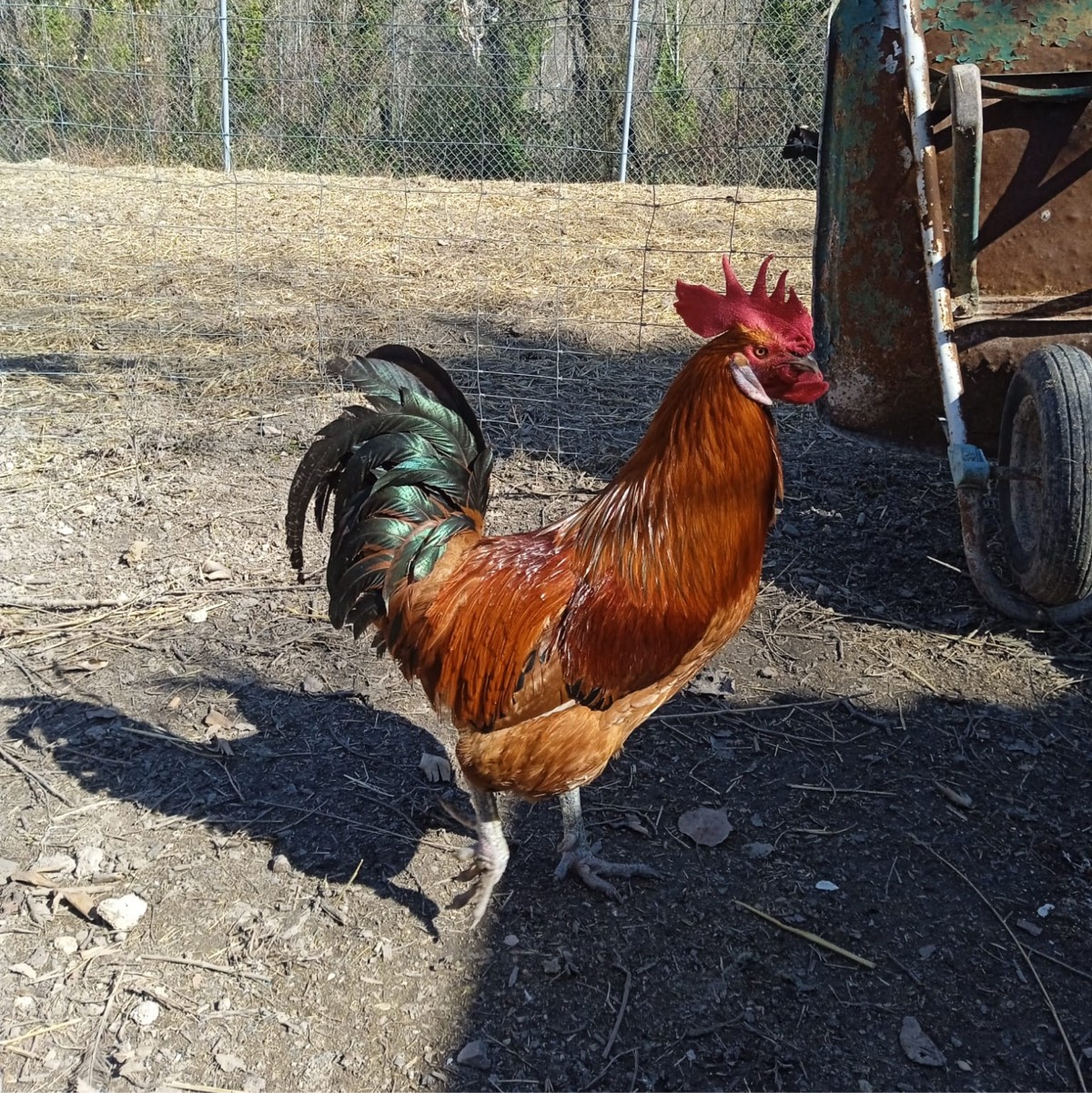 2 gallos castellana negra y 1 gallo catalana del Prat 
