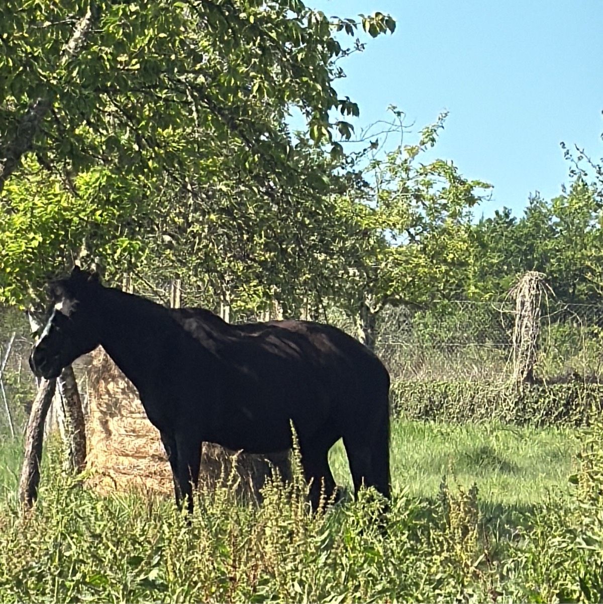 Se vende yegua y potro - imagen 1