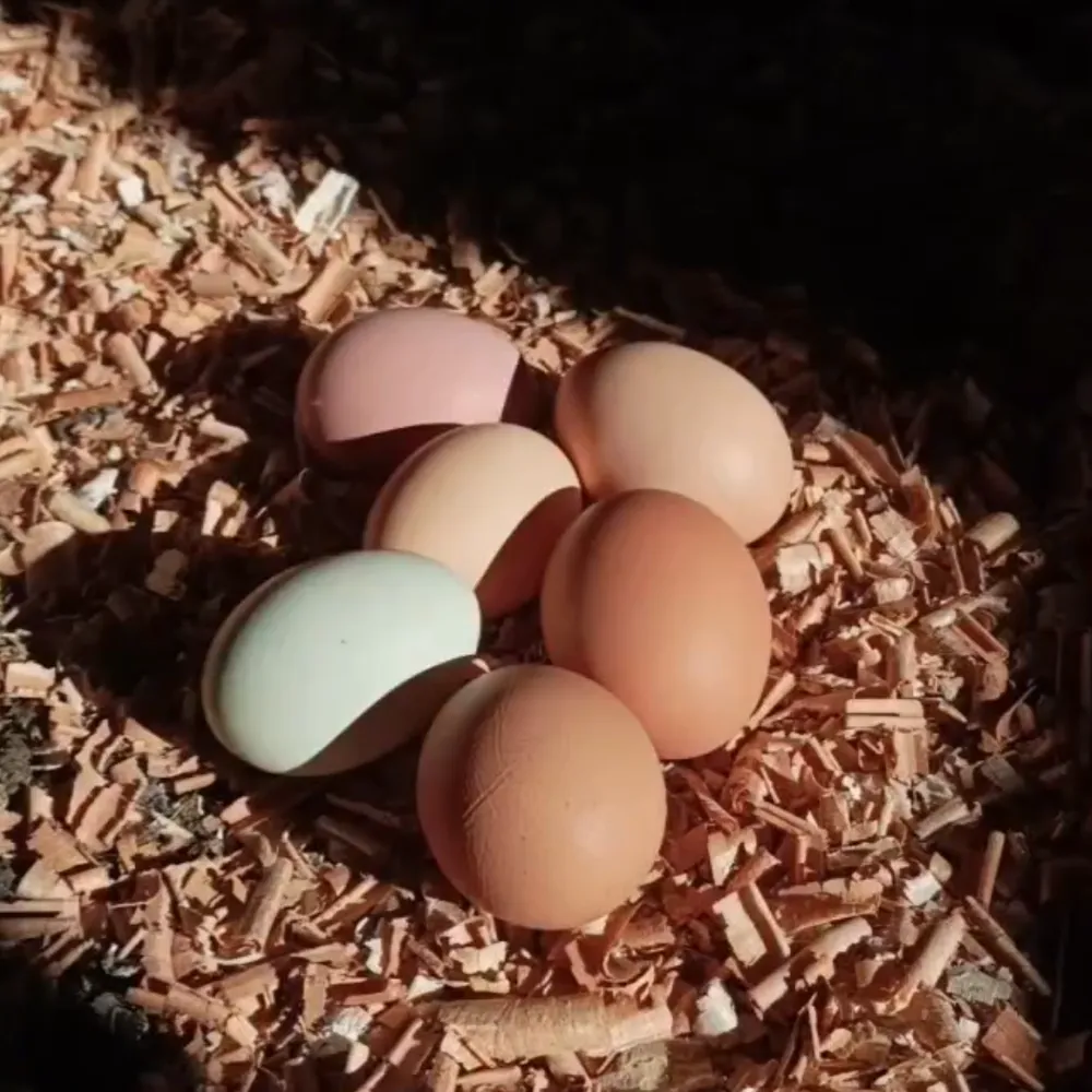 HUEVOS DE CASA CAMPEROS - imagen 1