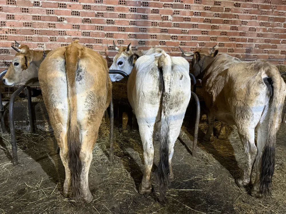 Venta vacas - imagen 1