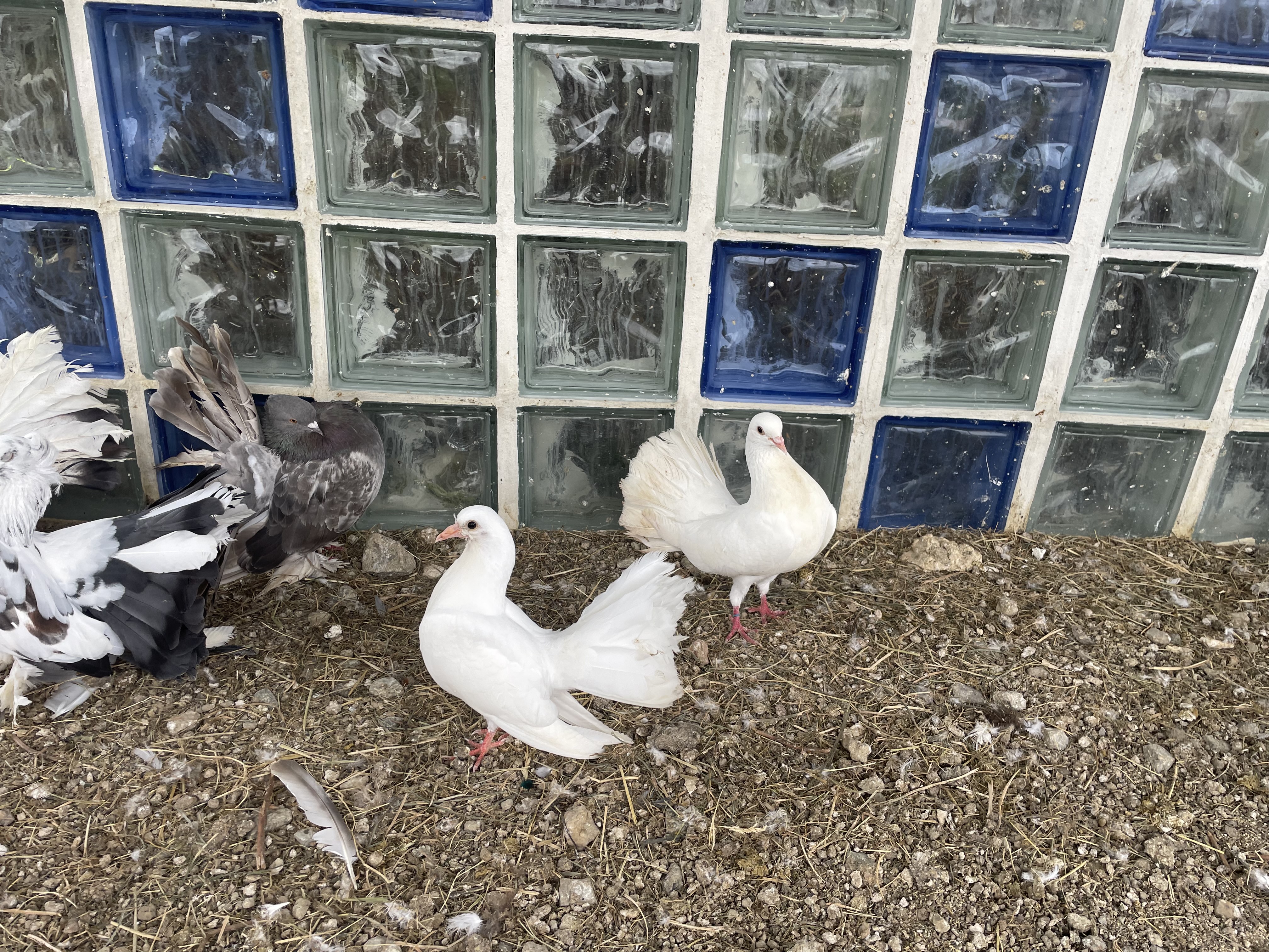 Palomas colipavas  - imagen 1