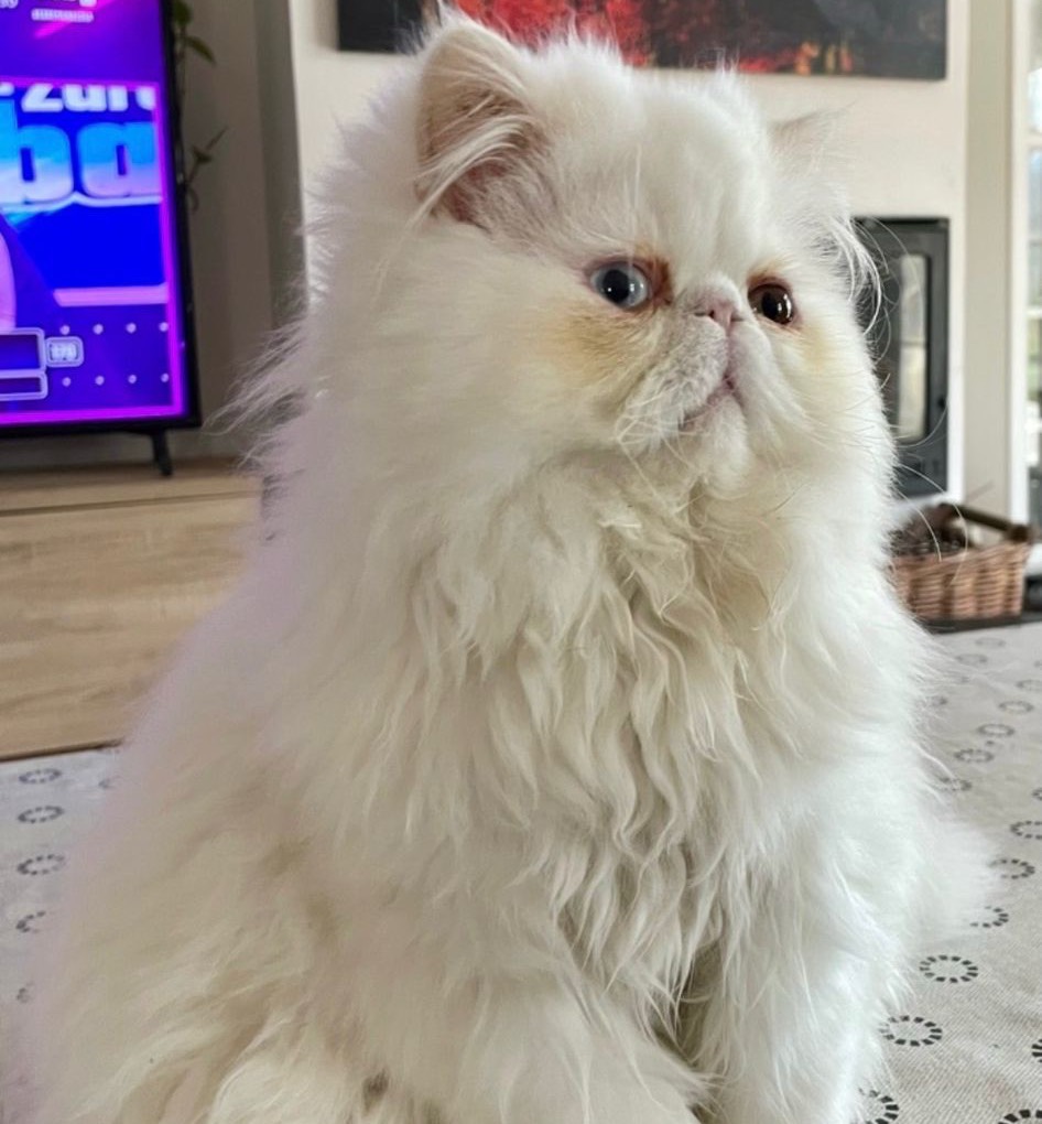 Persa ojos dispares se ofrece para montas  - imagen 1