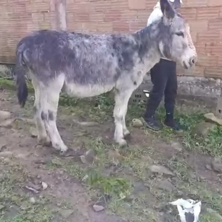 Se vende burro  - imagen 1
