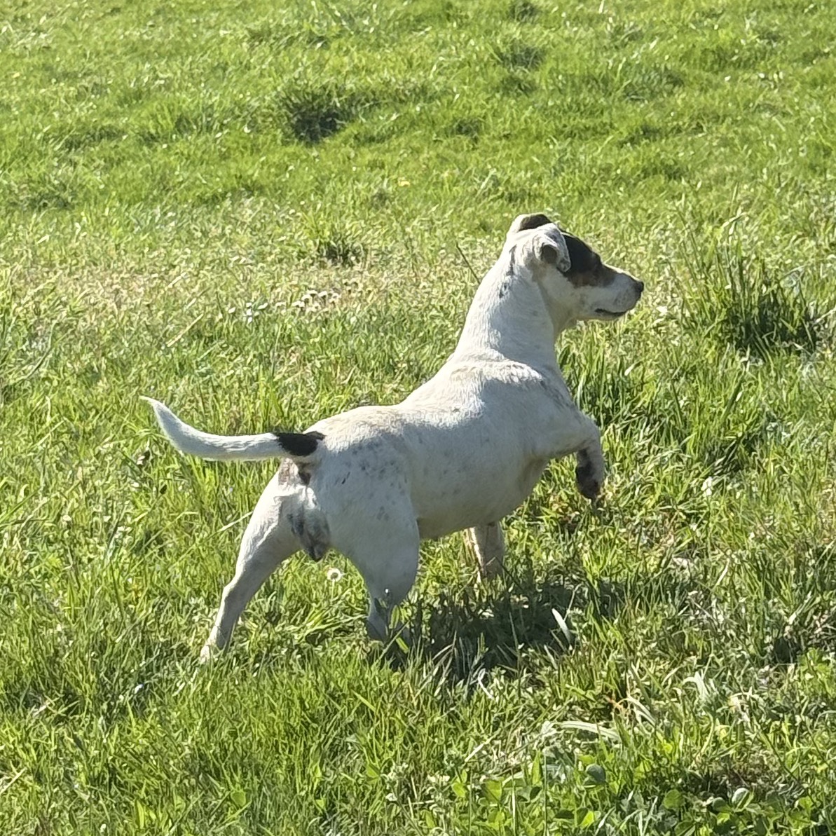 Cachorros Jack Rusell - imagen 1