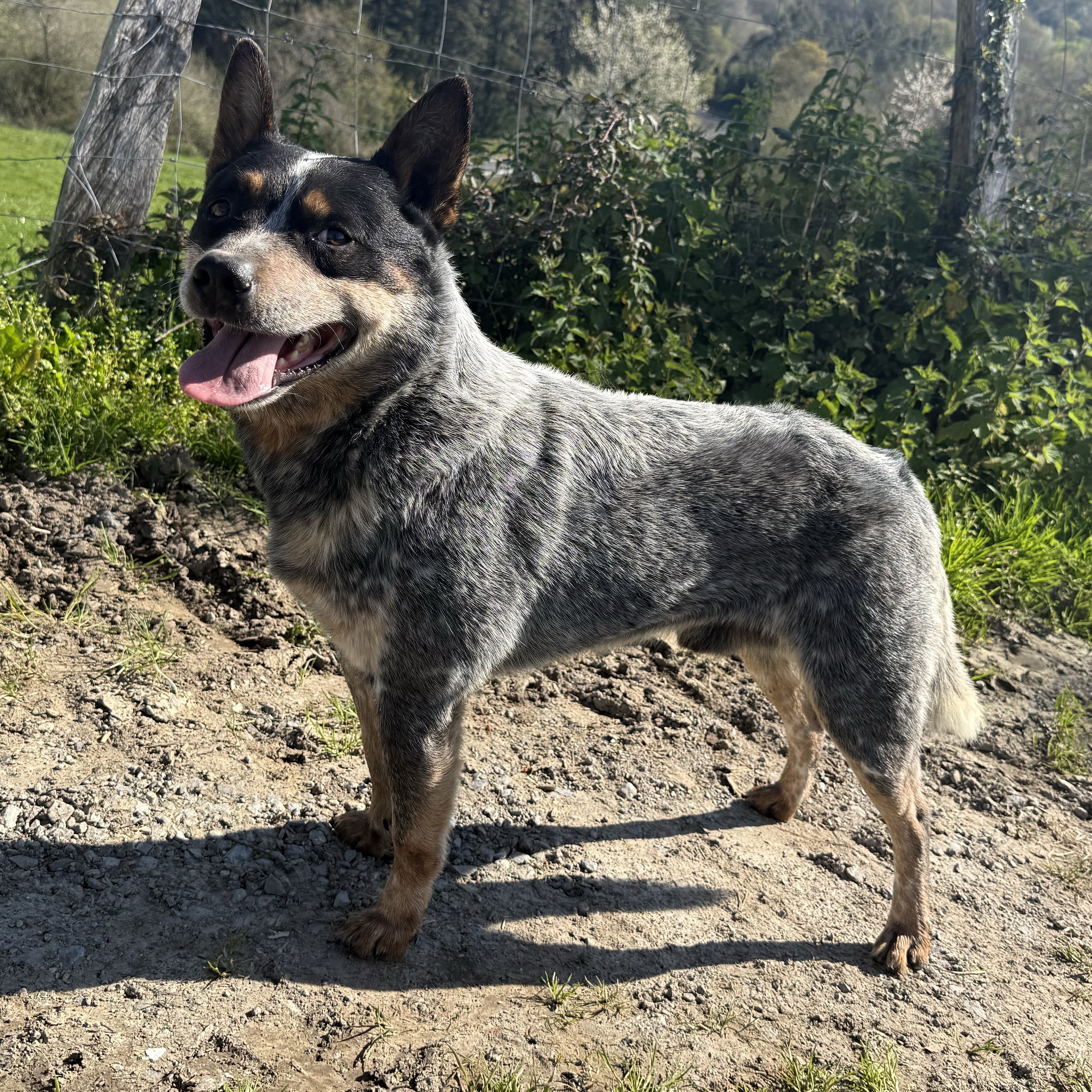 Australian Cattle Dog para montas - imagen 1