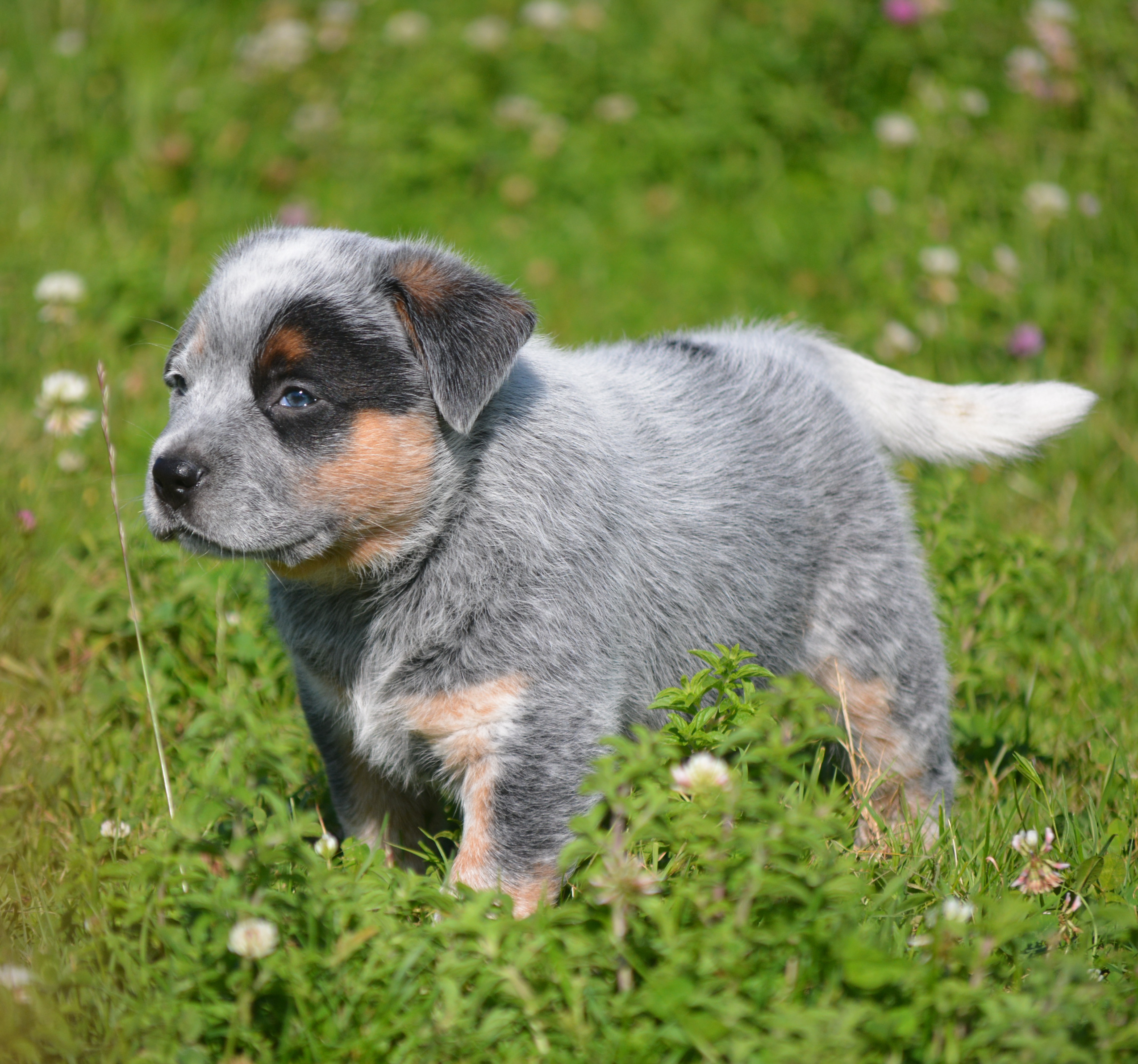 Cachorro macho australian cattle dog - imagen 1
