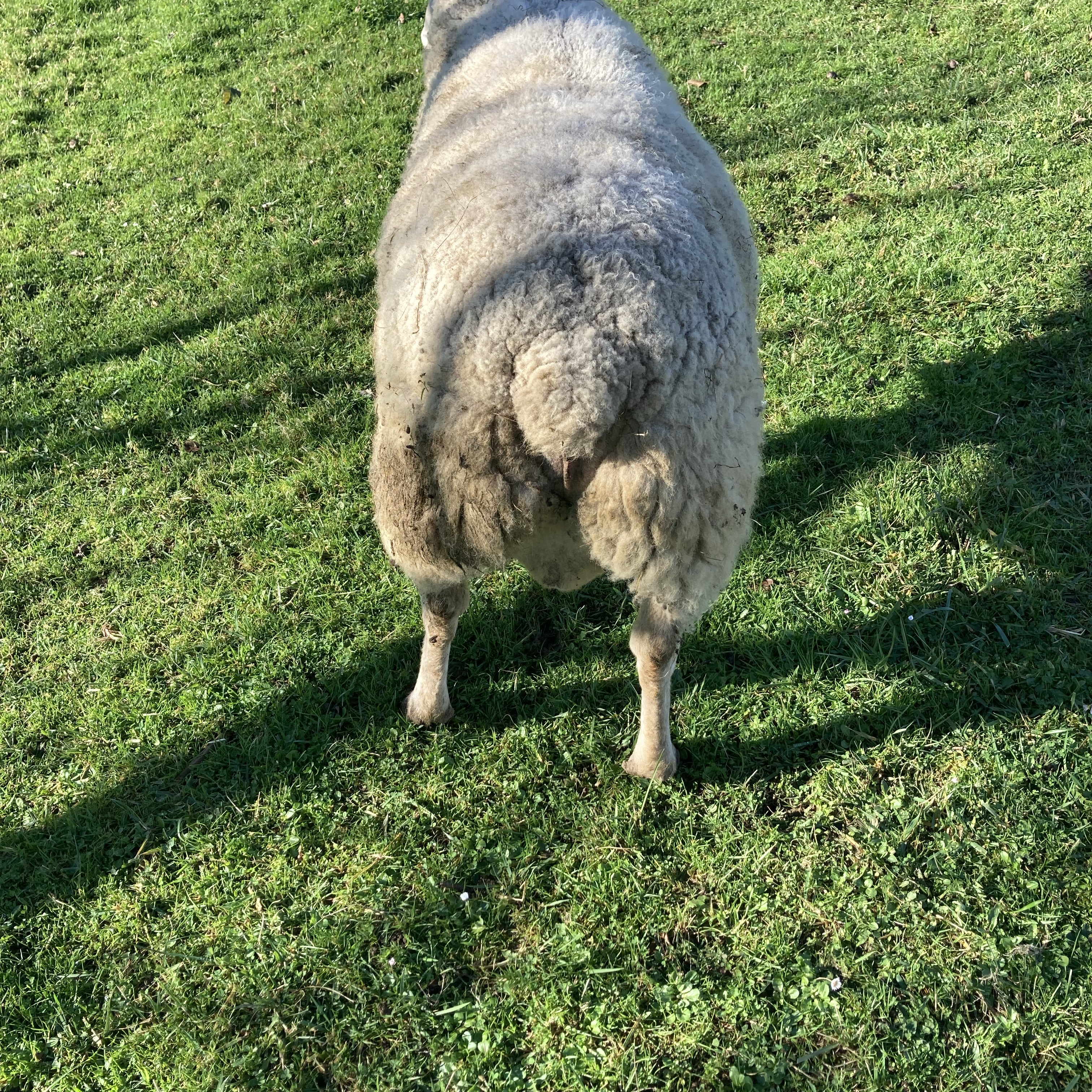 Se vende carnero - imagen 1