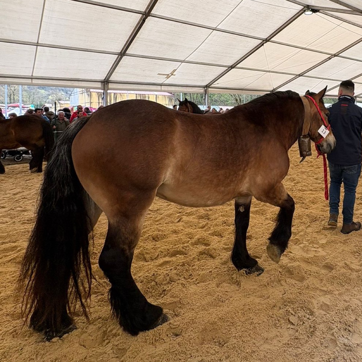 Potra burguete  - imagen 1