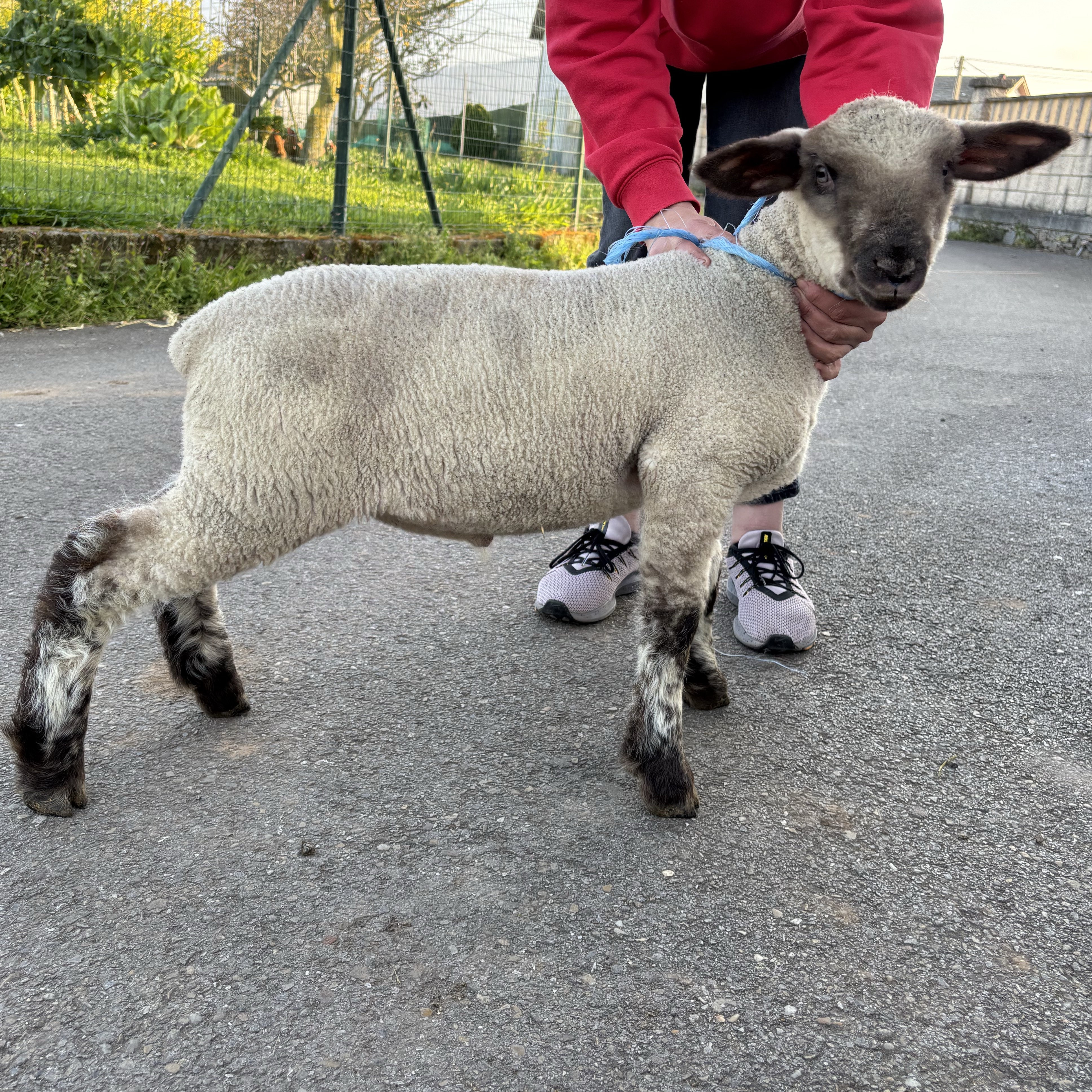 Se vende cordero para padre - imagen 1