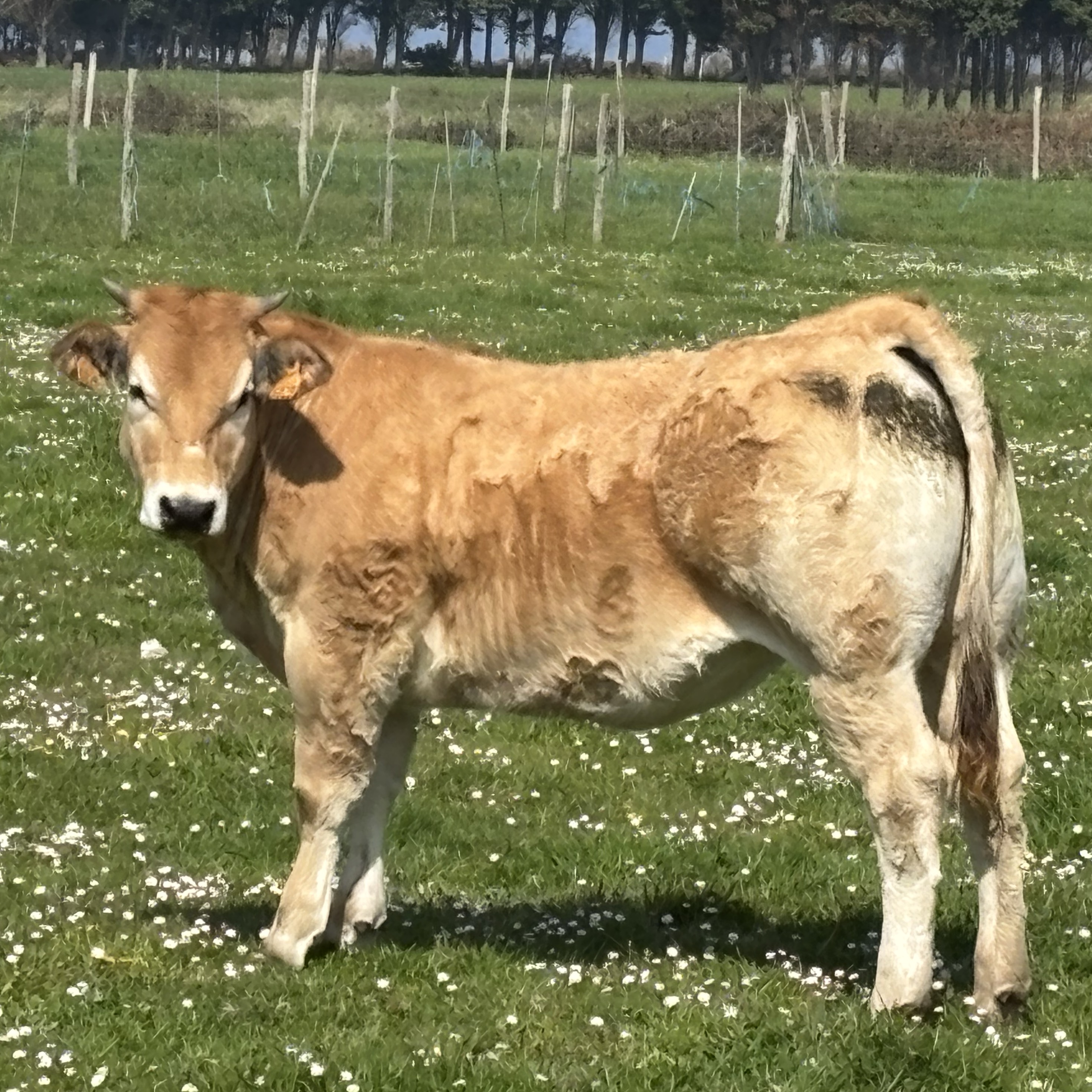 Se vende  - imagen 1