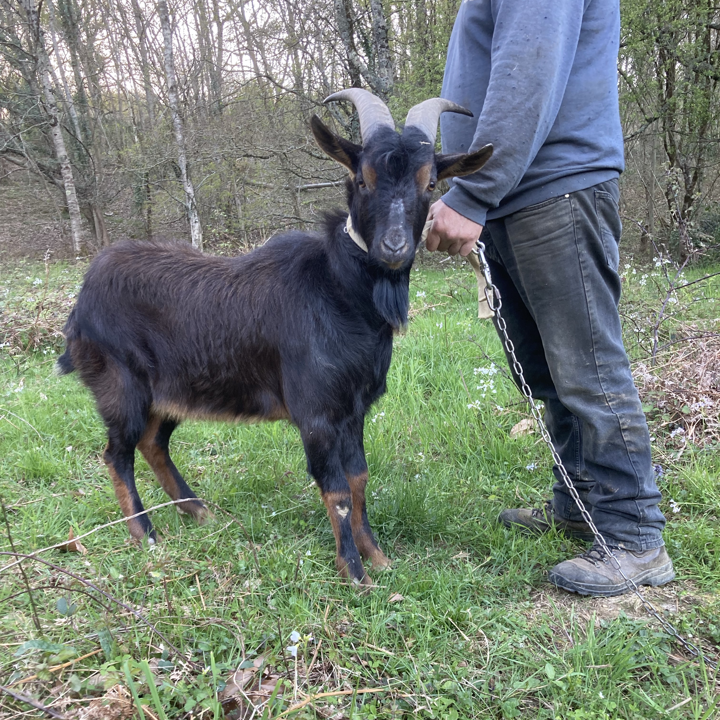 Se vende chivo - imagen 1