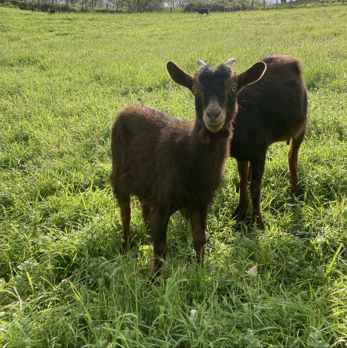 Se vende cabrita - imagen 1