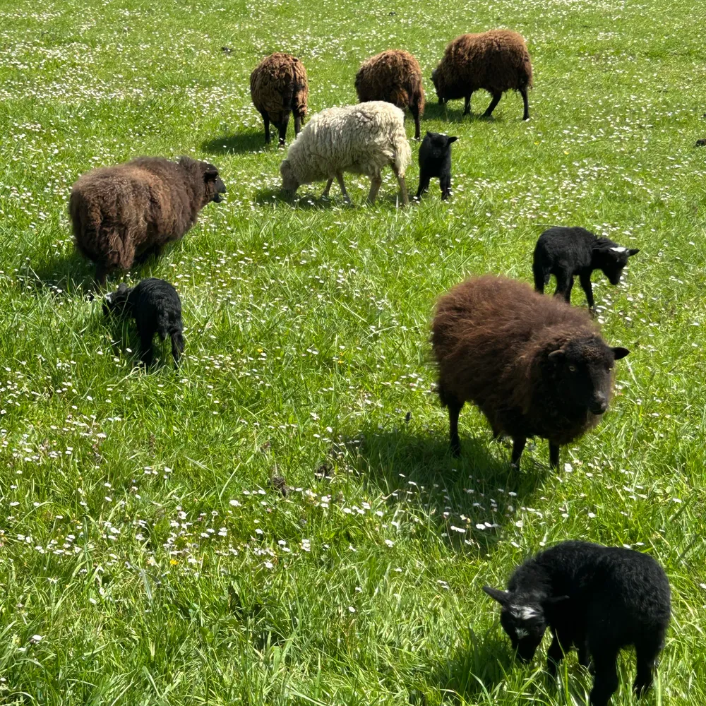 Ovejas enanas Ouessant - imagen 1