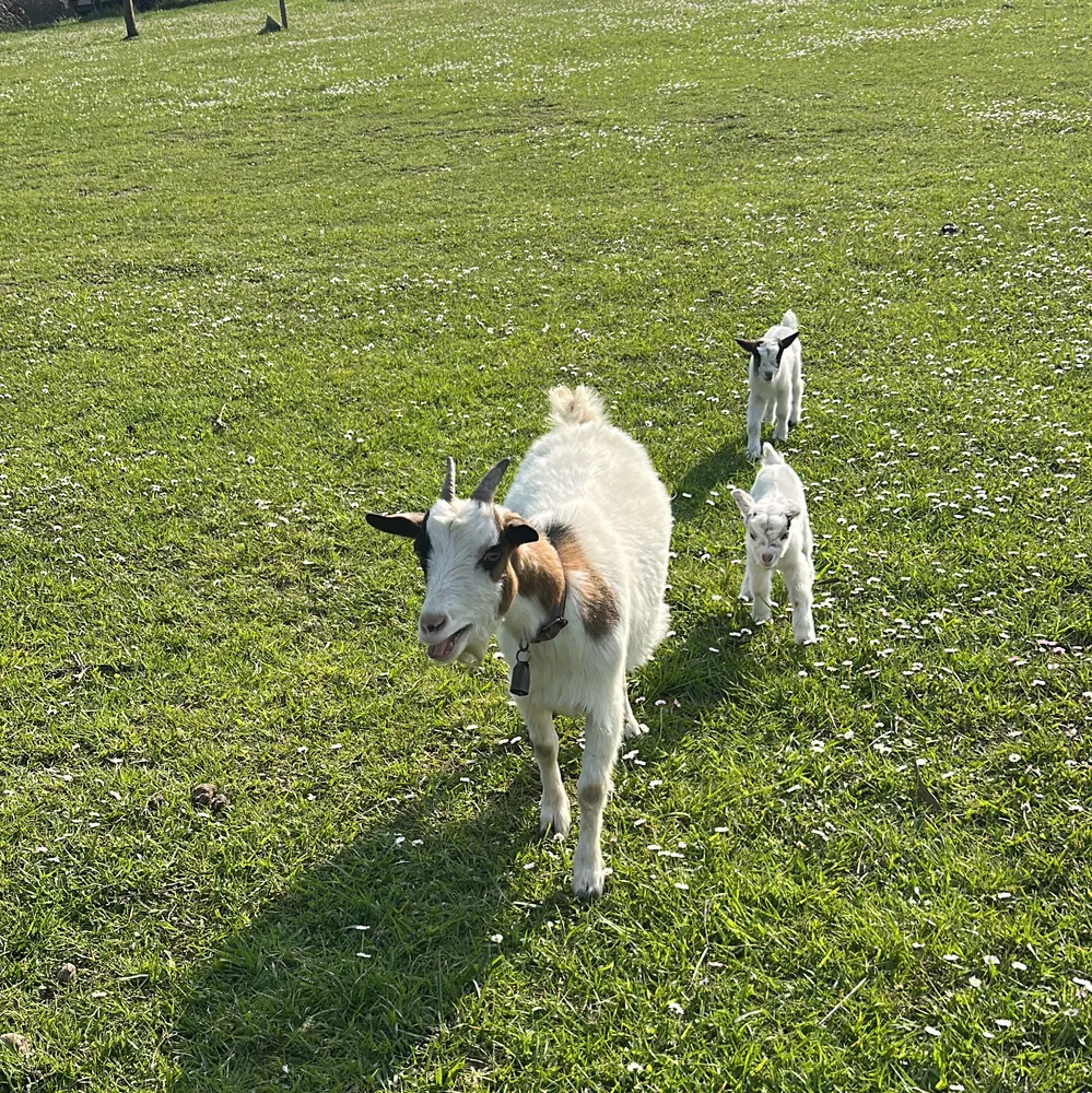 Cabritas enanas  - imagen 1