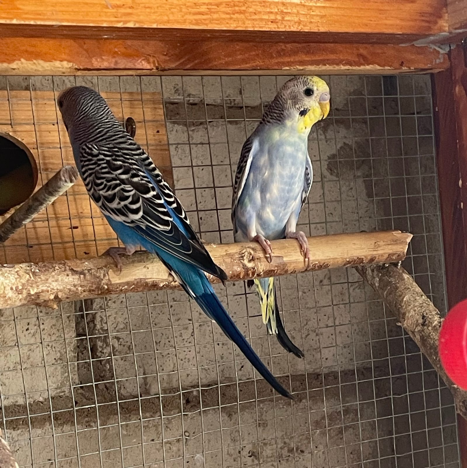 Periquitos  - imagen 1