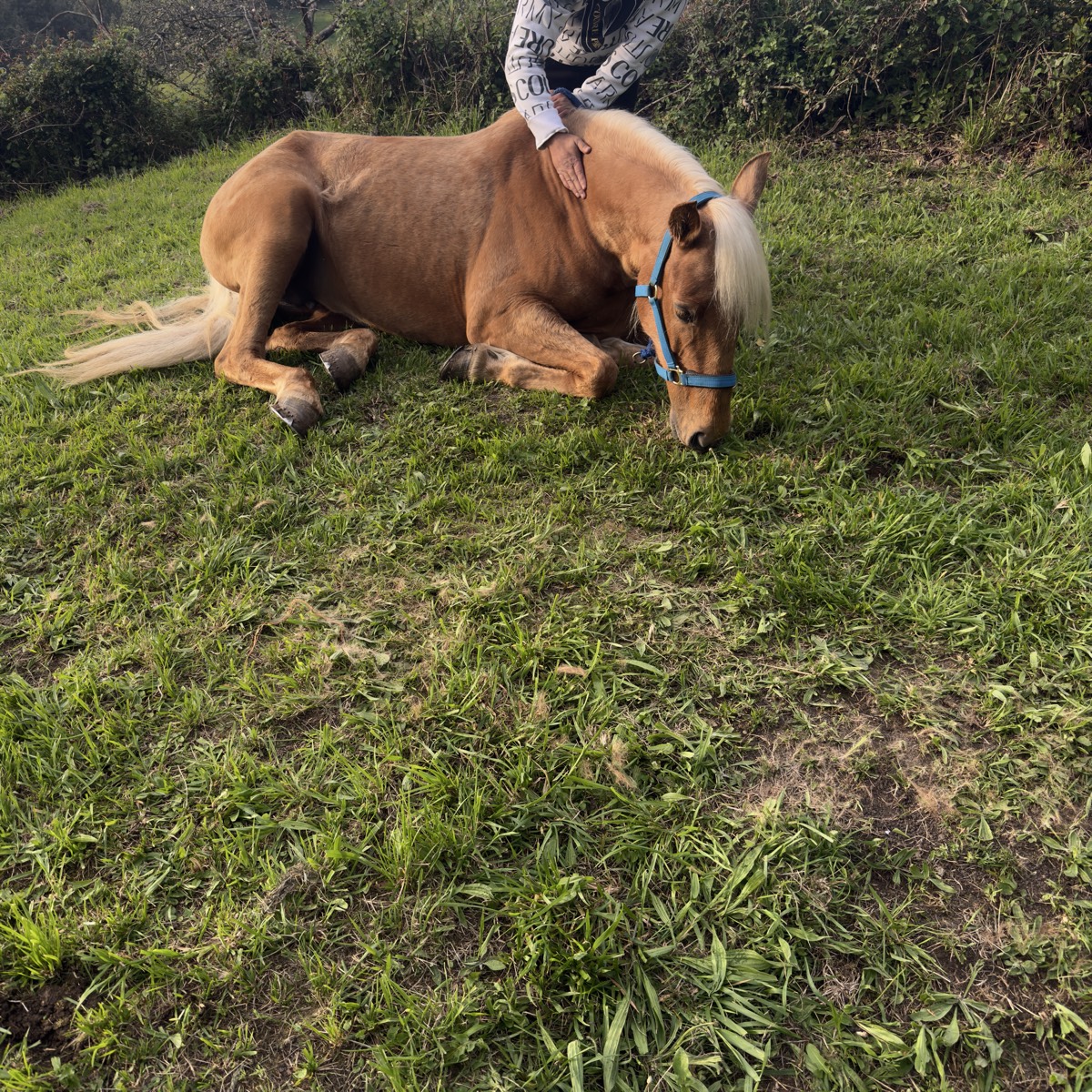 Yegua perla - imagen 1