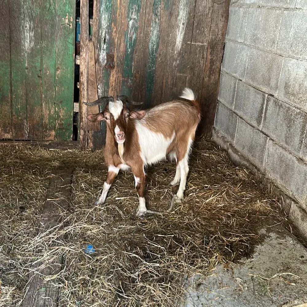 Se vende castron - imagen 1