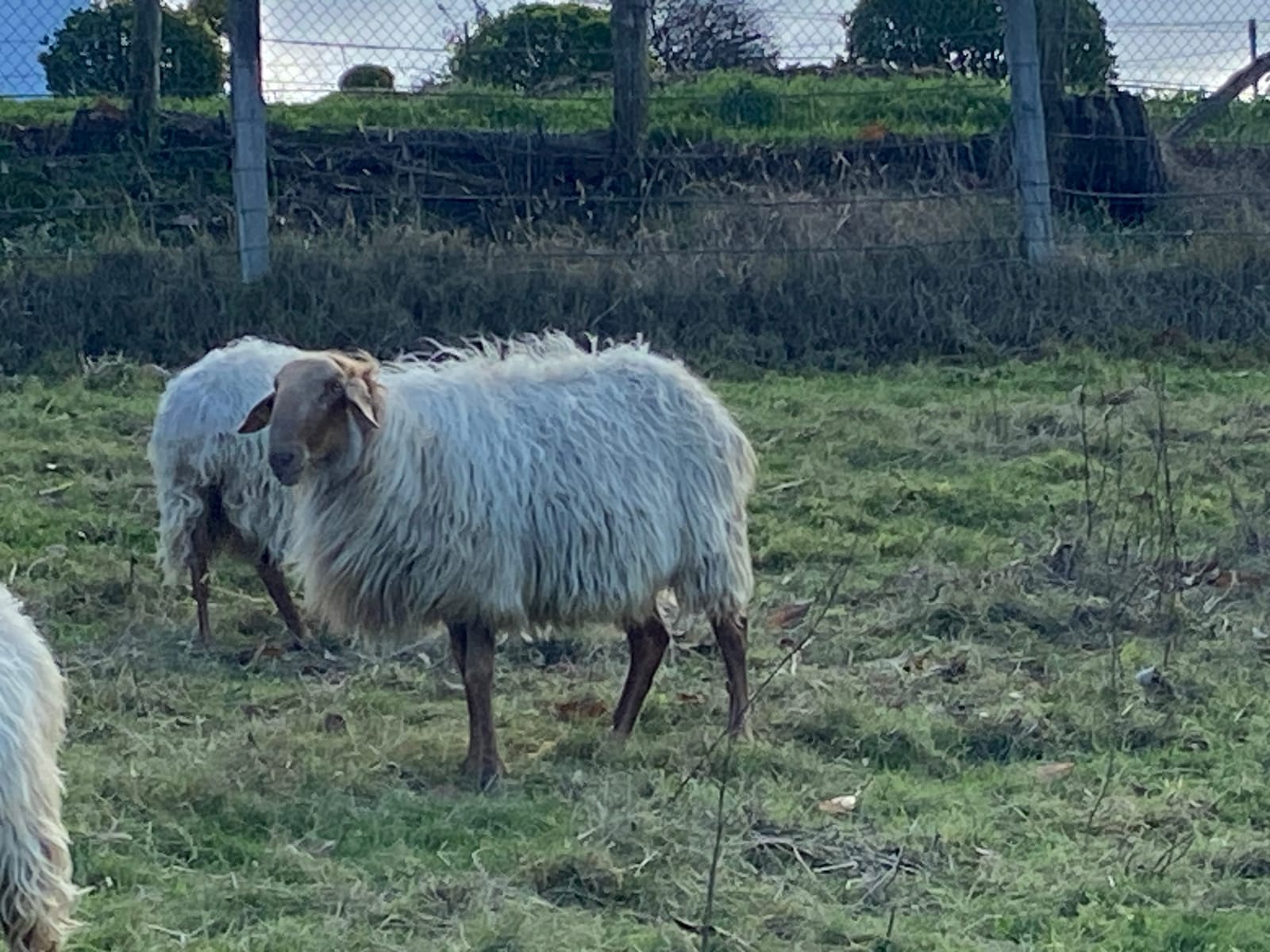 Carnero carranzano  - imagen 1