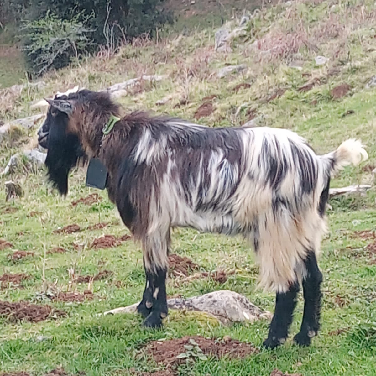 Chivo de año pelon mocho - imagen 1