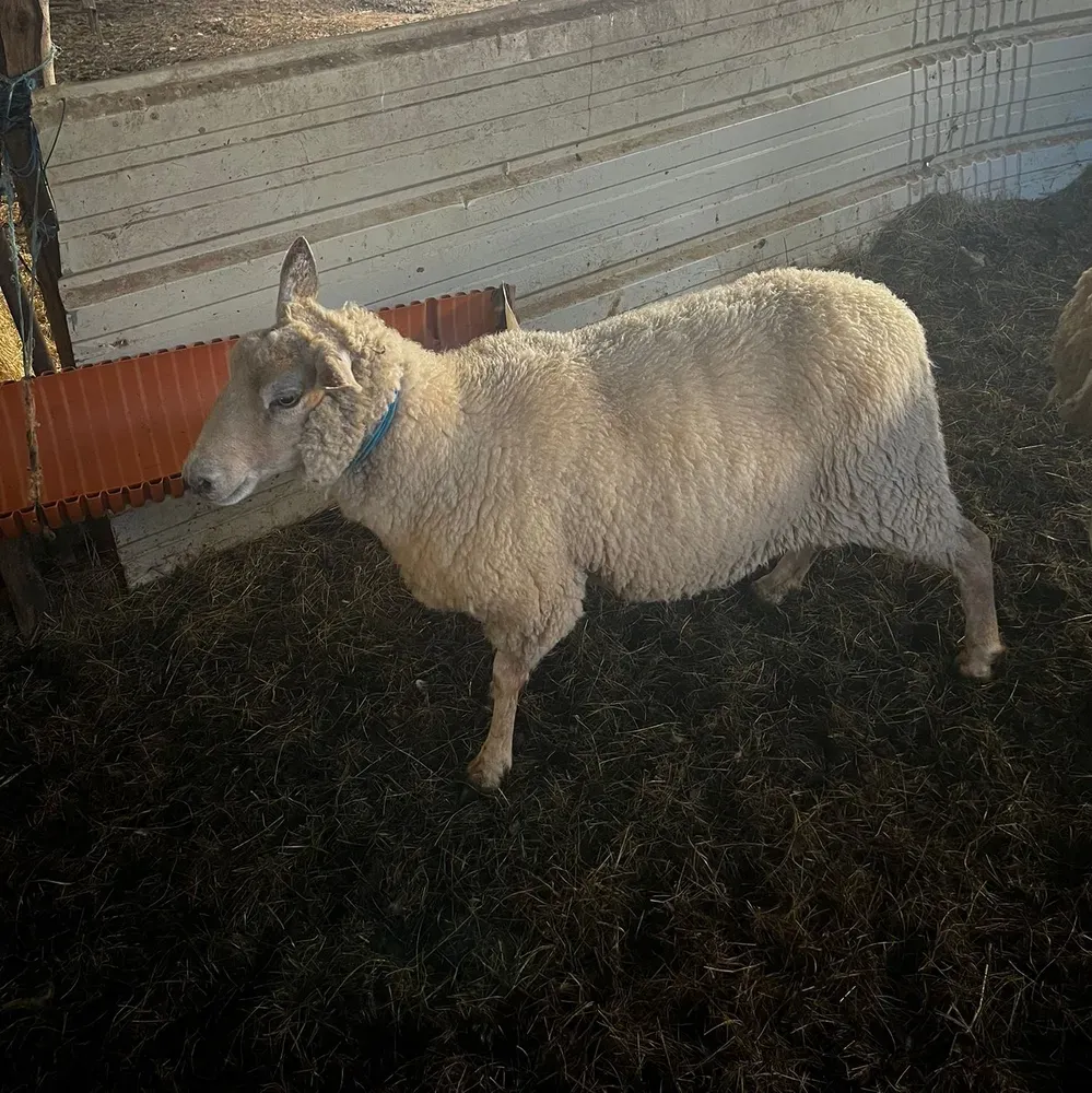 Oveja preñada - imagen 1