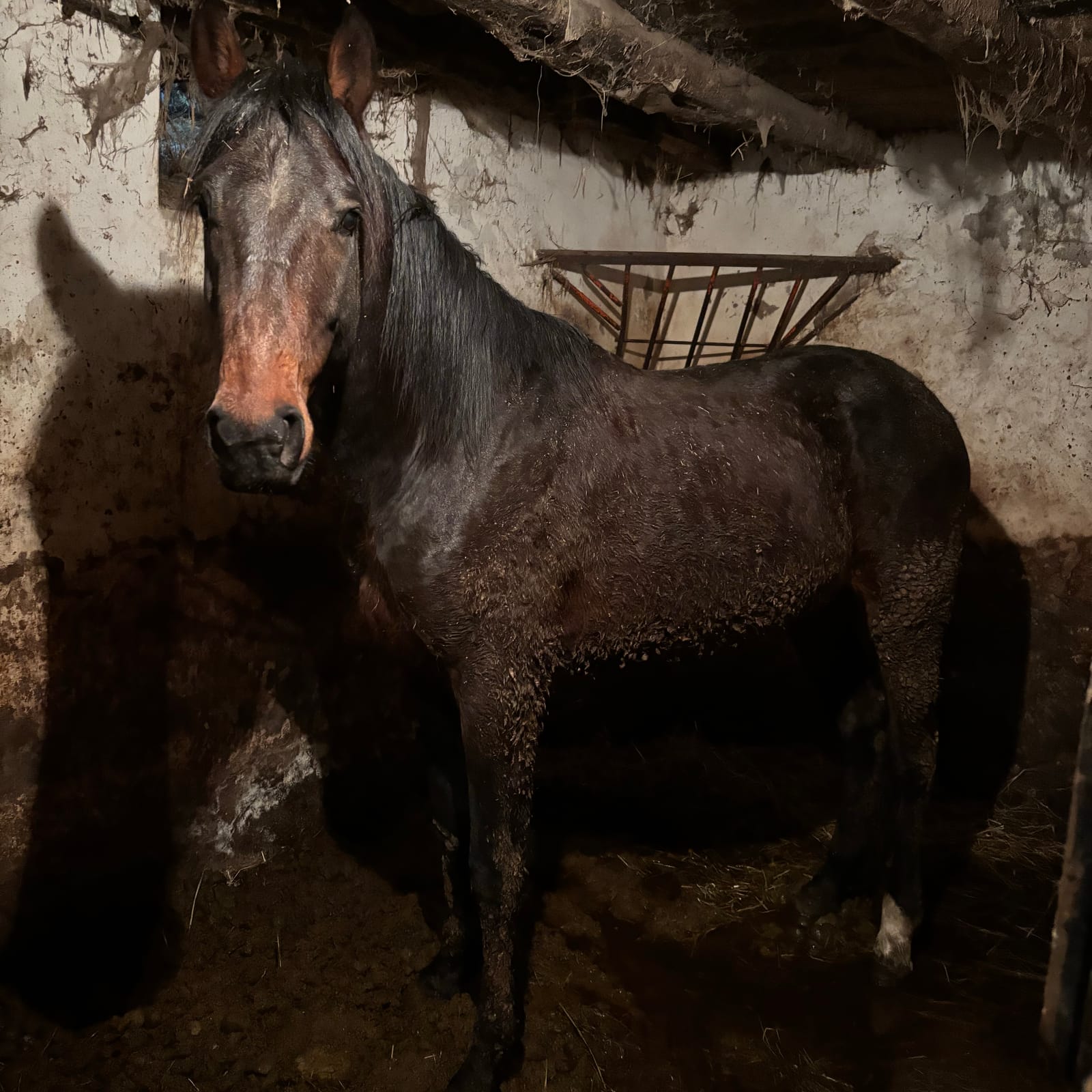 Caballo angloarabe (Cubriciones) - imagen 1