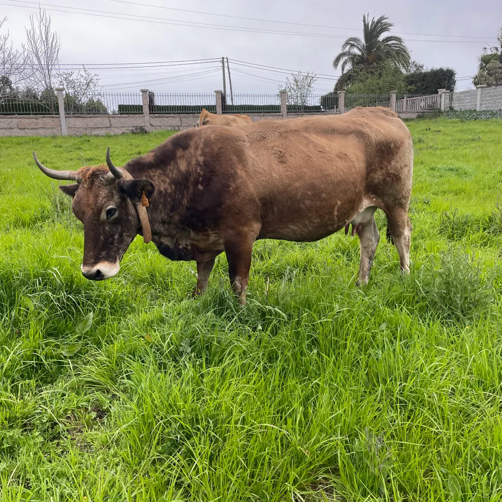 Vaca parida y un novillo  - imagen 1