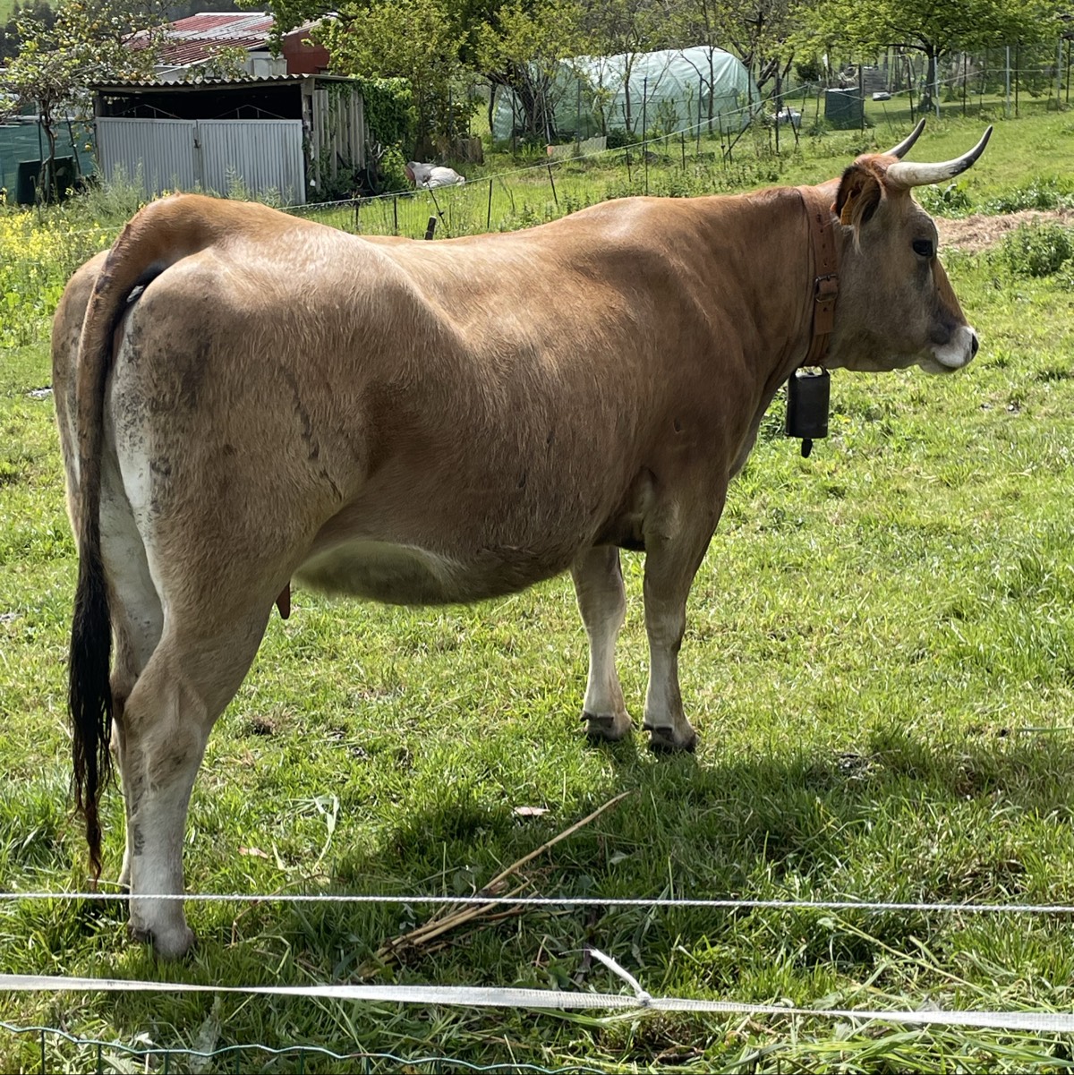 Novilla de segundo parto  - imagen 1