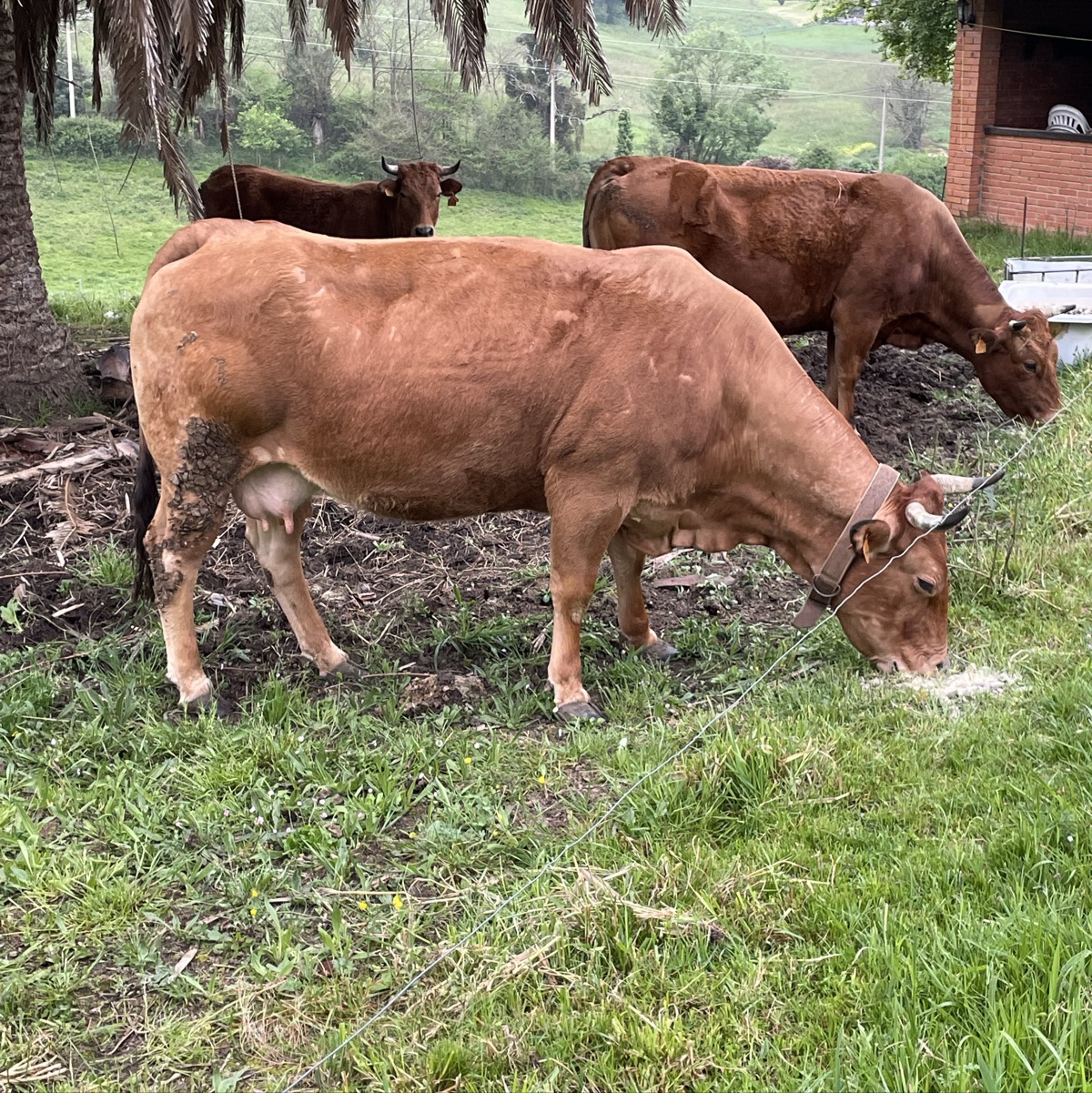 Vaca parida con macho de toro belga 
