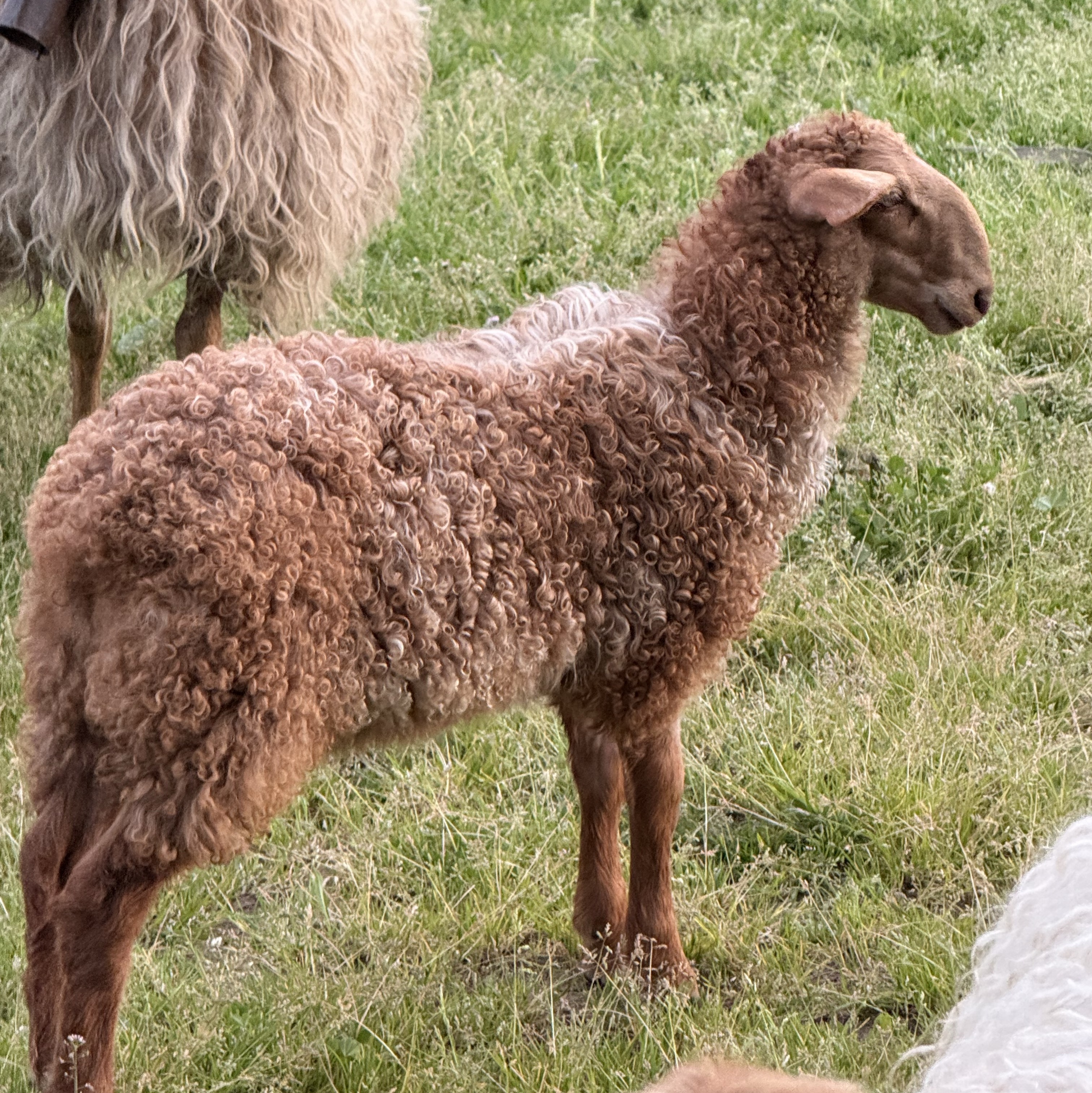 Cordero carranzano - imagen 1