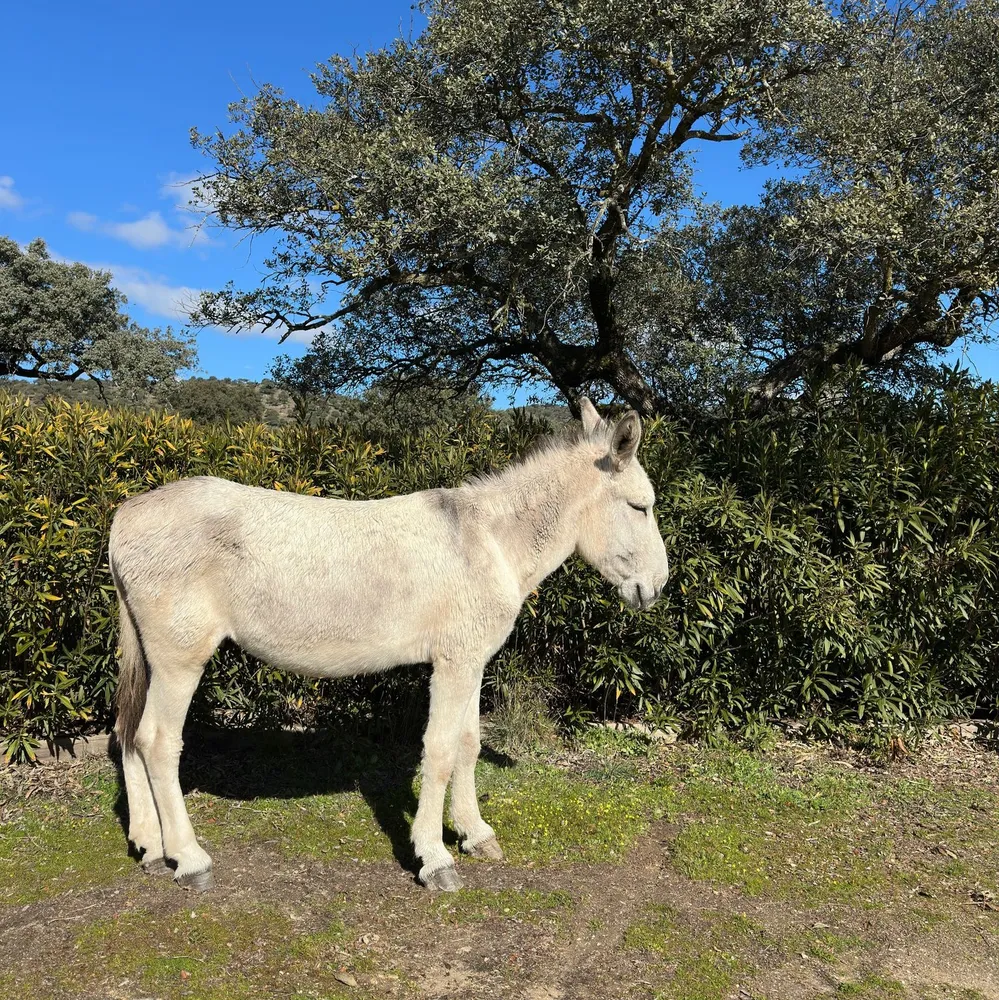 Burro para cubriciones  - imagen 1