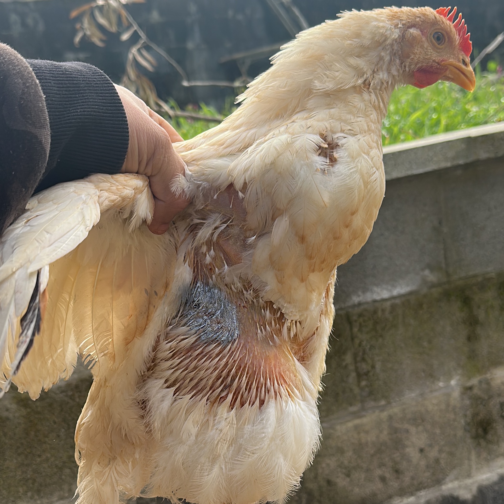 Capón de Covelo - imagen 1