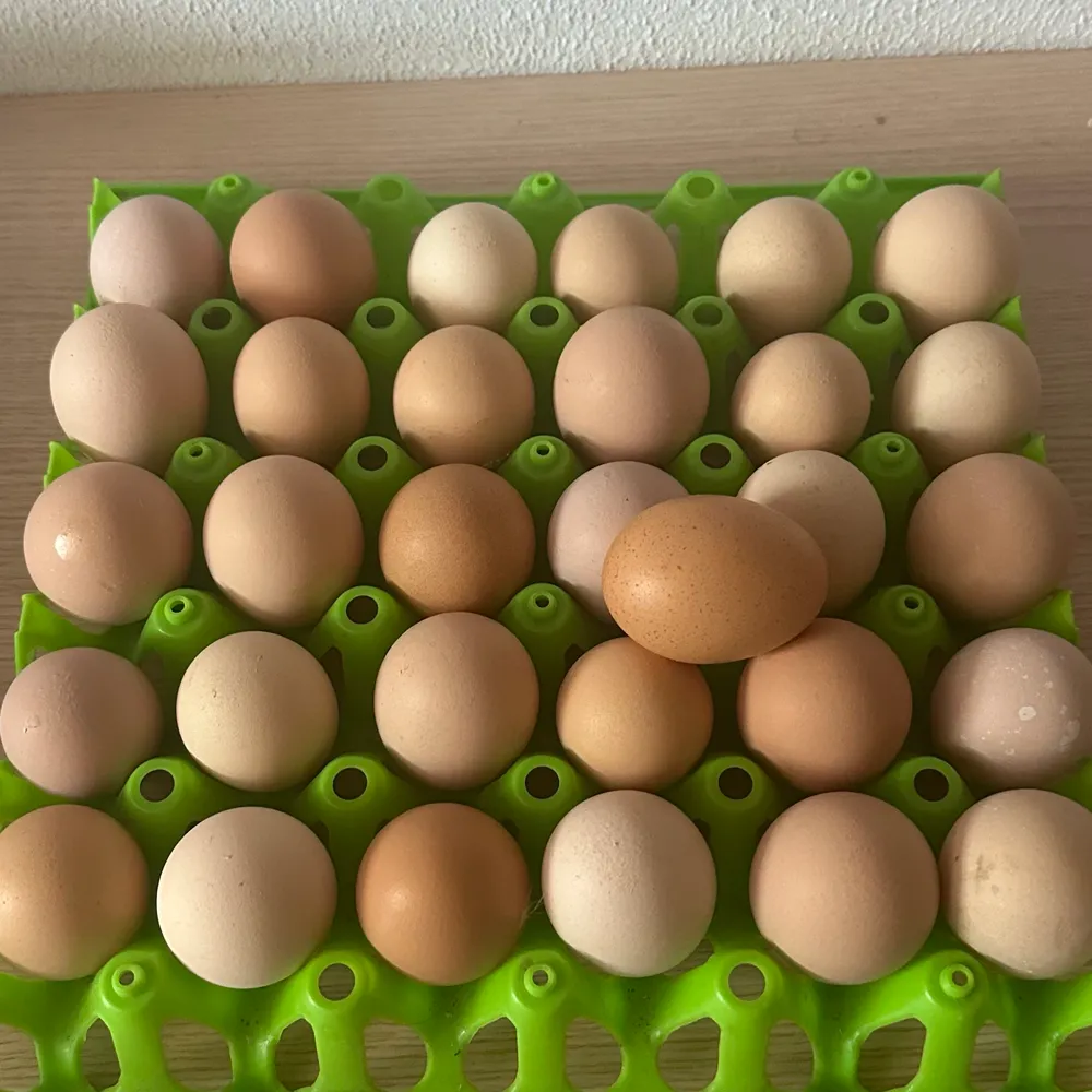 Huevos fertiles - imagen 1