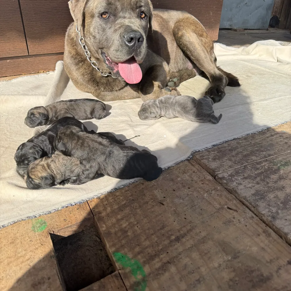 Cane corso - imagen 1