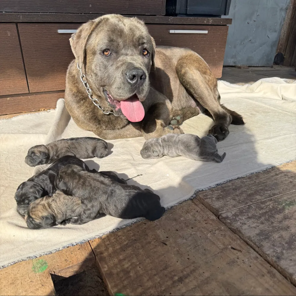 Cane corso - imagen 1