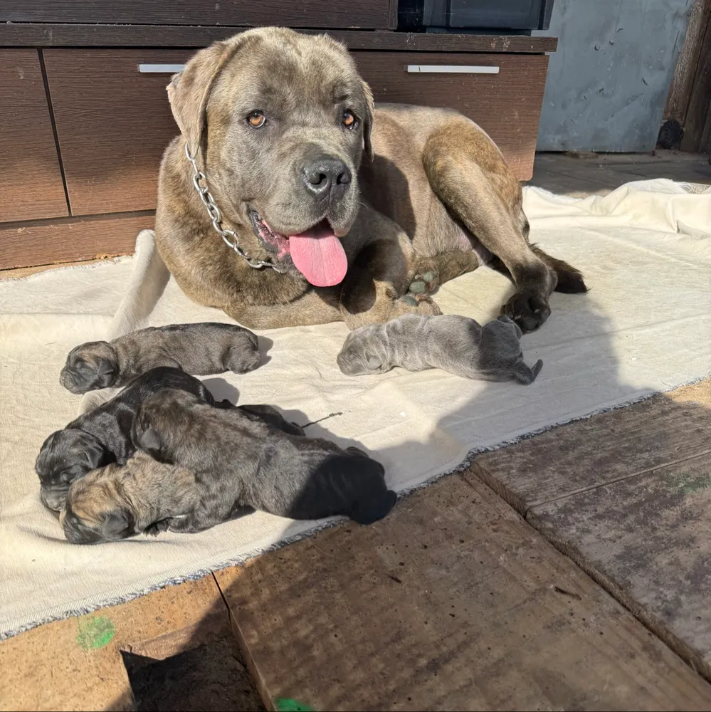 Cane corso - imagen 1