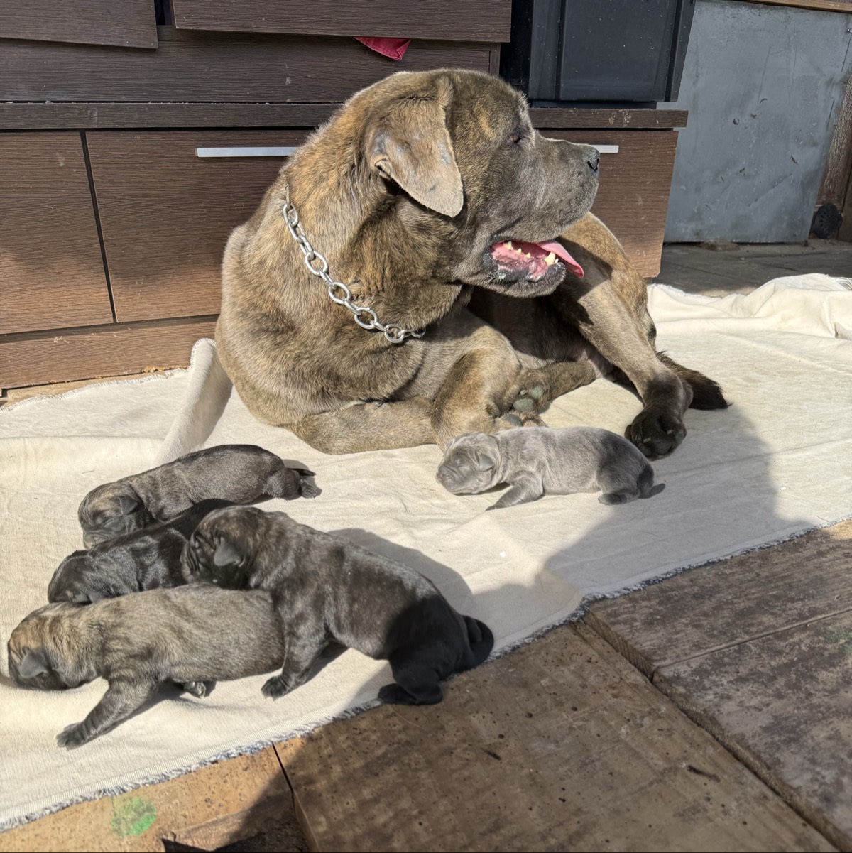 Cane corso - imagen 1
