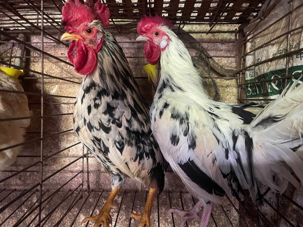 Se venden kikos machos  - imagen 1