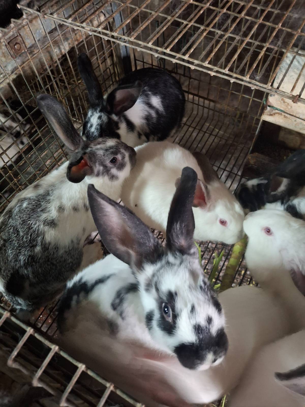 Machos y hembras mariposa y california - imagen 1