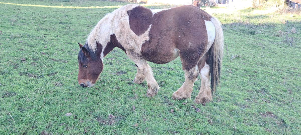 Caballo híspano breton cubriciones - imagen 1