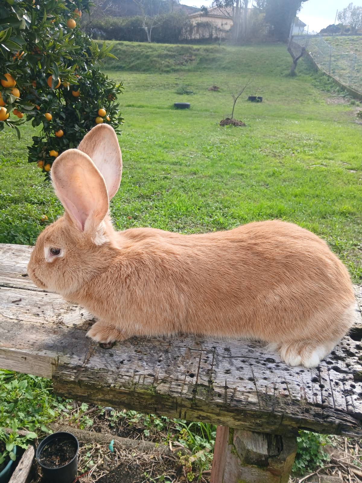 Gigantes de flandes - imagen 1