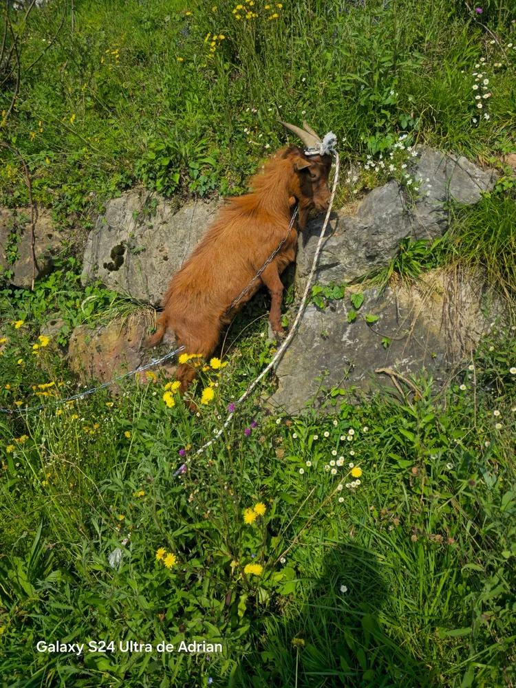 Cabritu bermeyu - imagen 1